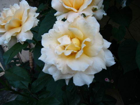 bild017