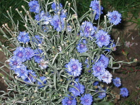 bild018
