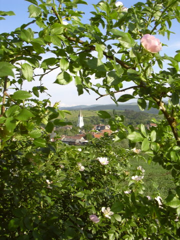 DSCN0023c