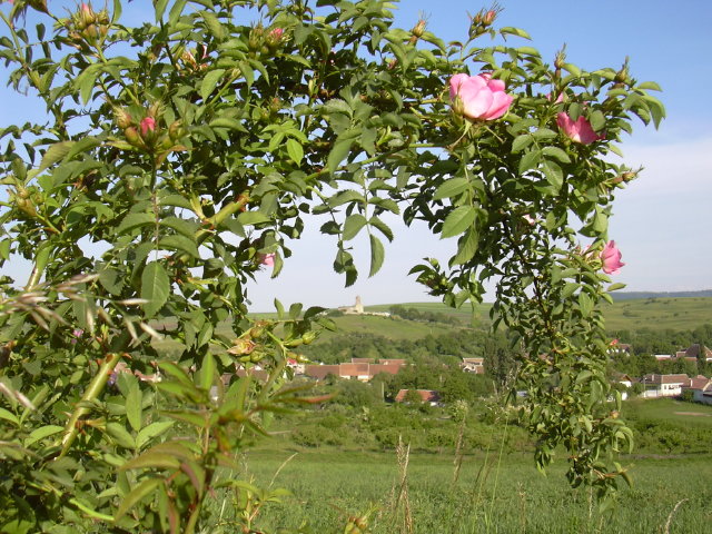 DSCN0038c