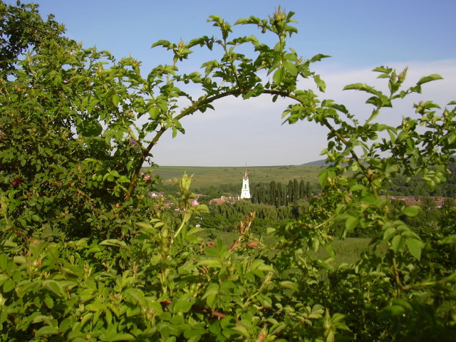 DSCN0048