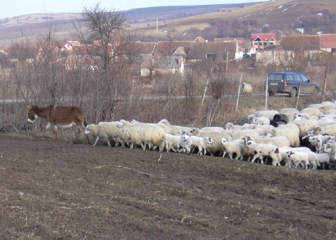 Schafherde mit Esel