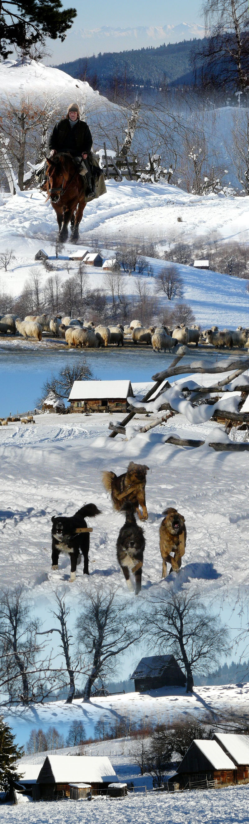 2011. Jan  Dealul Plesa Tilisca